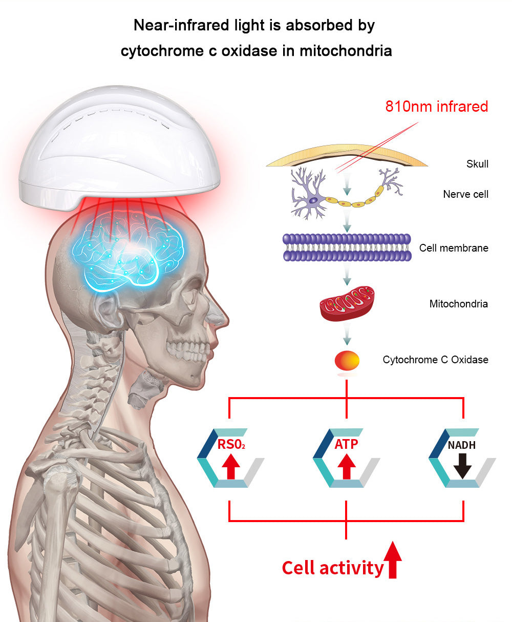 
Photobiomodulation Helmet Detail — 810nm Near-Infrared Brain Health Technology